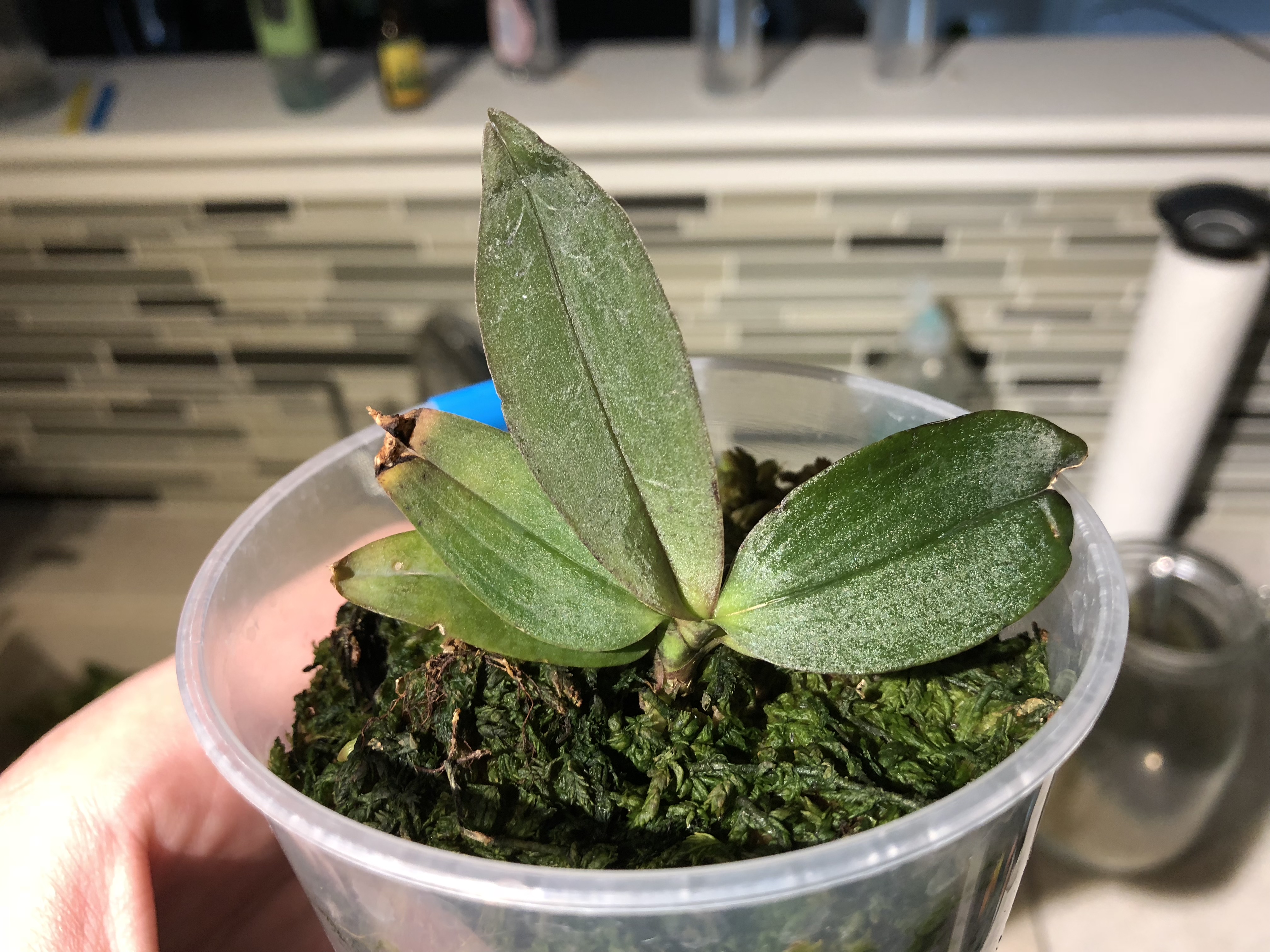 Phal lowii - March 29, 2018 w 2 new leaves