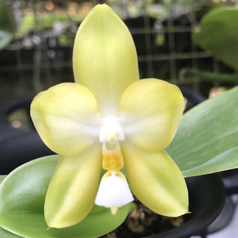 Kingfishers first bloom