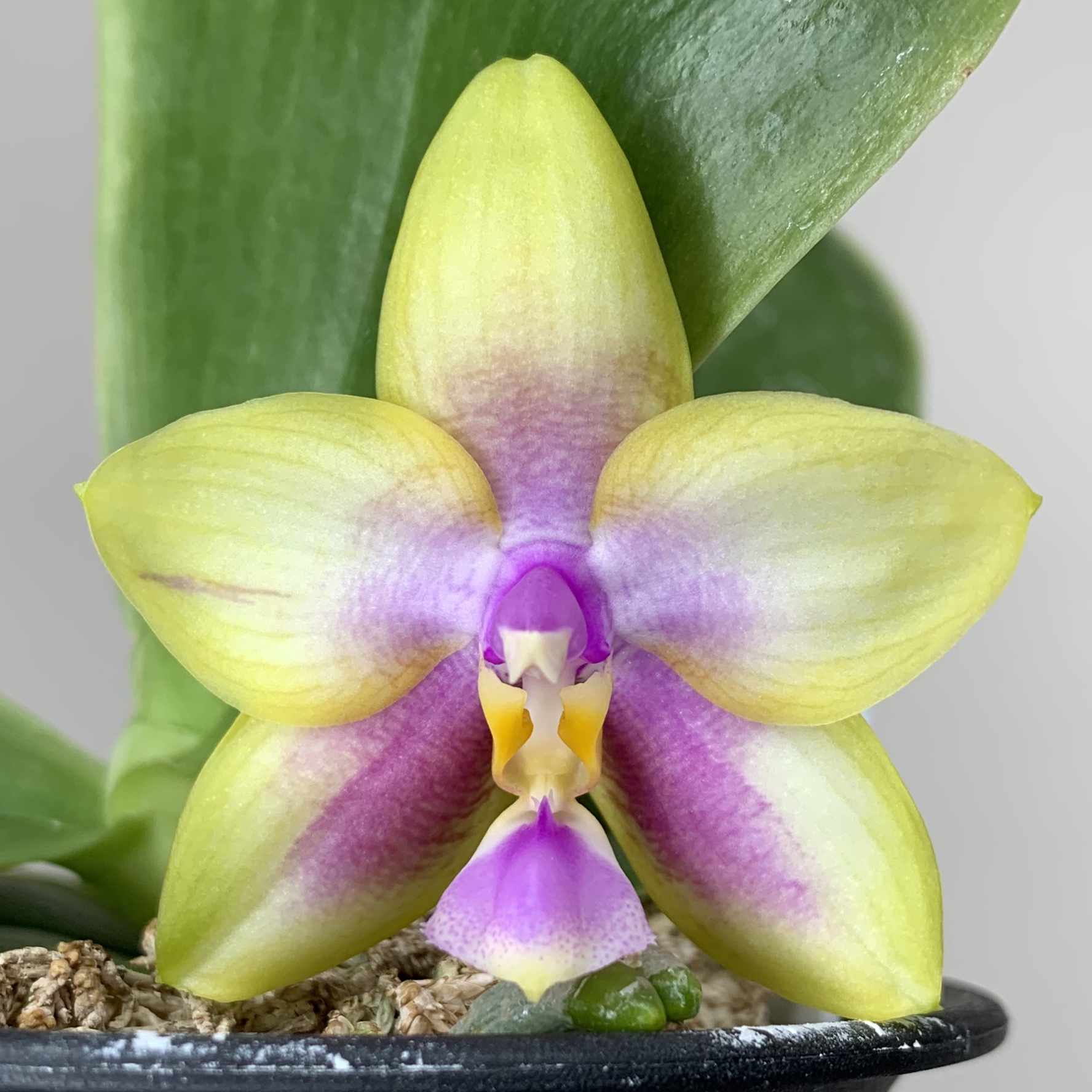 Phalaenopsis Kingfisher Lemon Drop - bloom #8