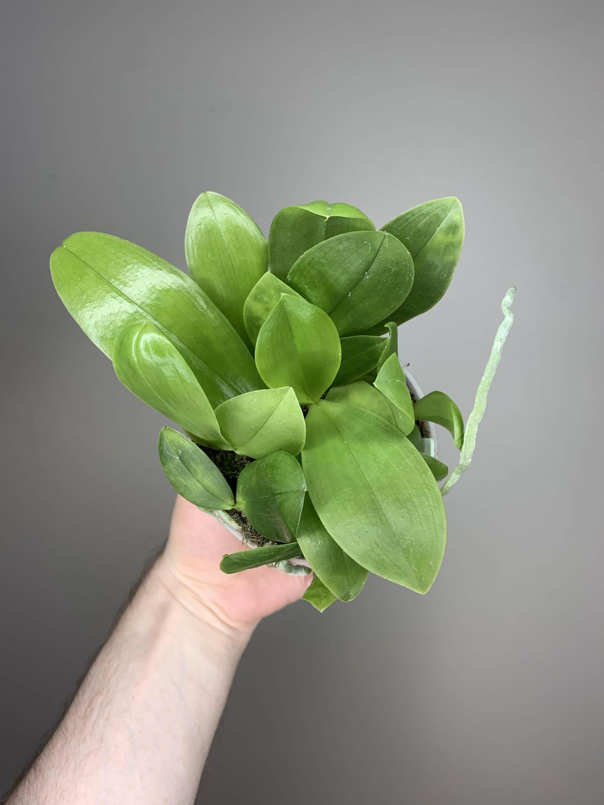Seedling Community Pot