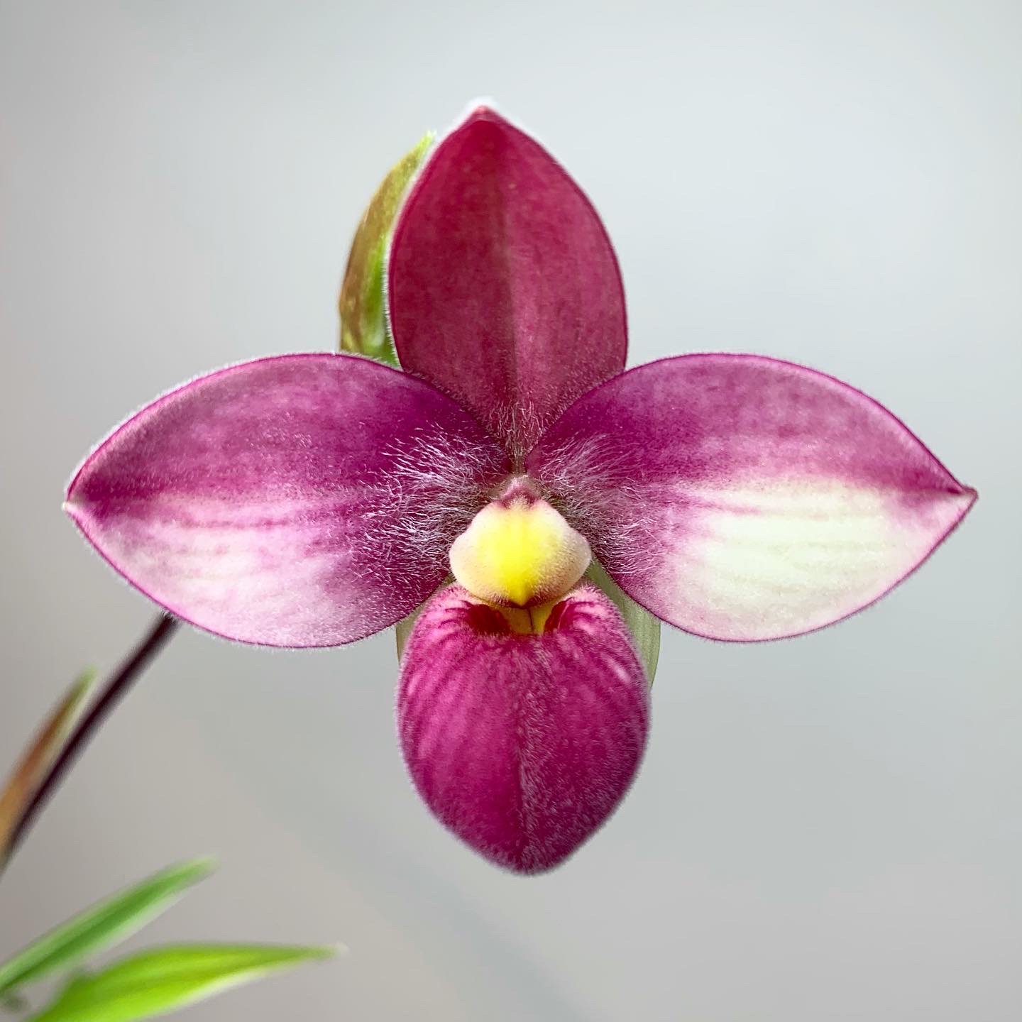 Phragmipedium Memoria Frank Louwe
