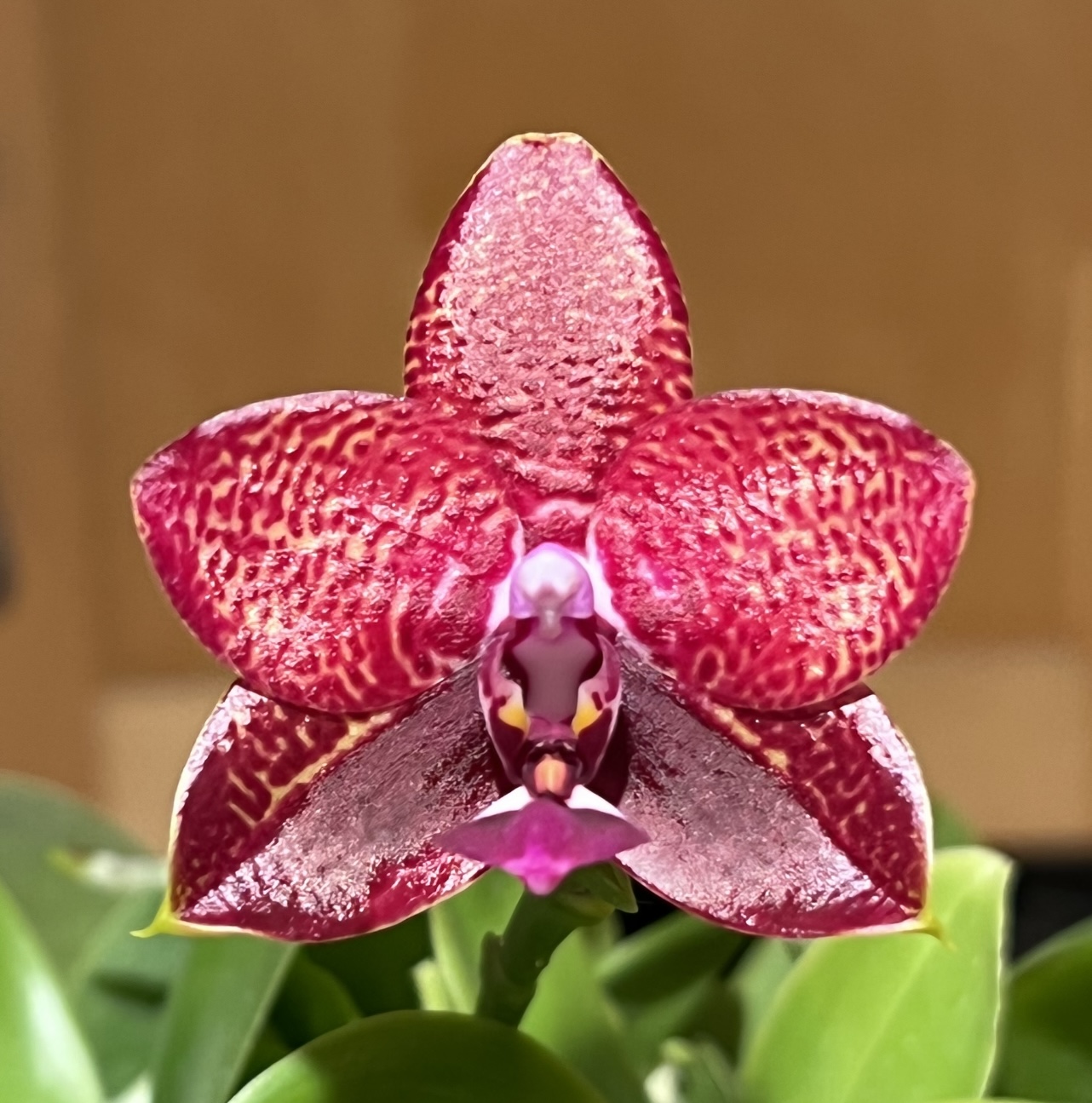Phalaenopsis Entourage