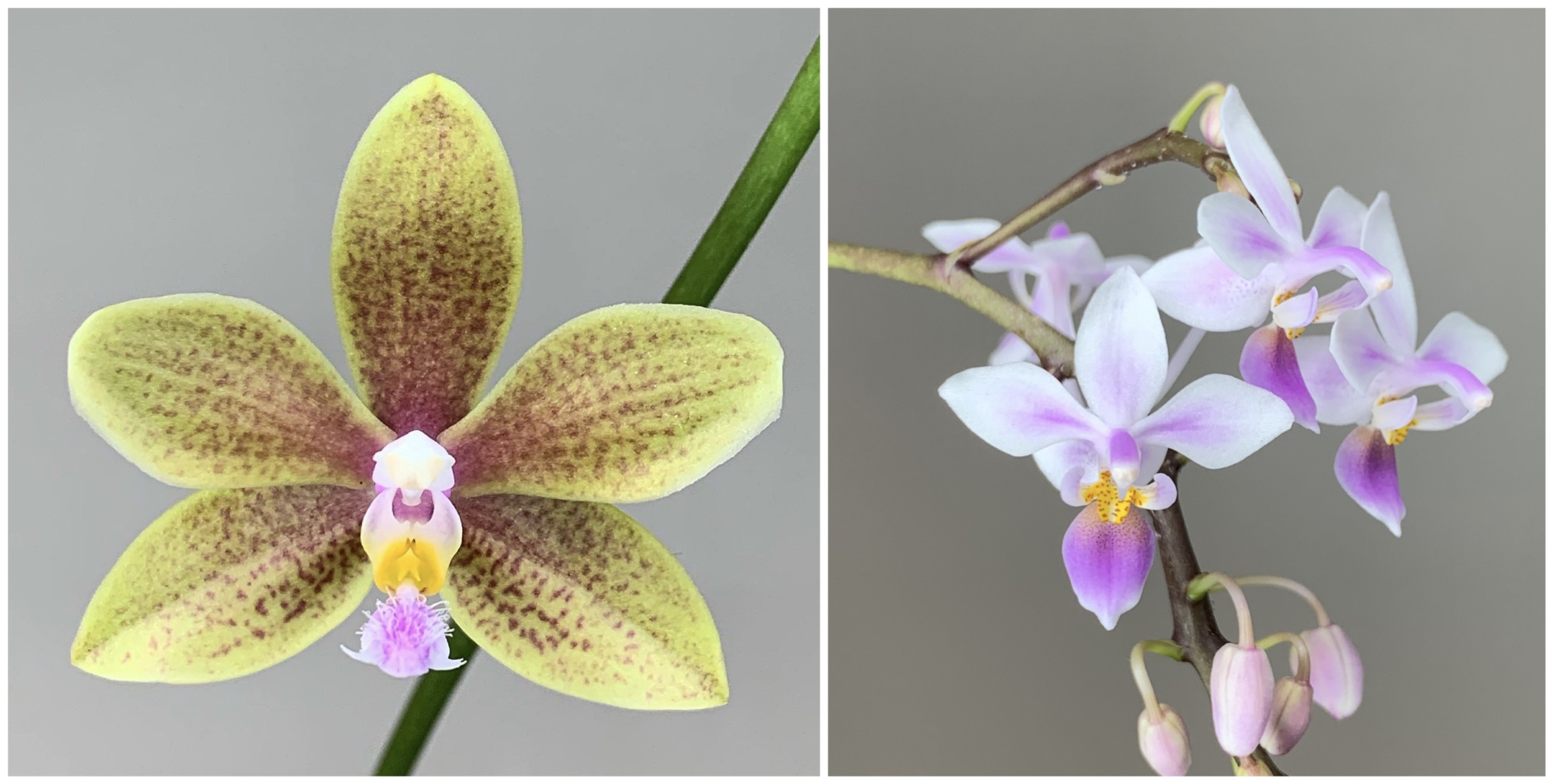 Phalaenopsis Mikken x equestris