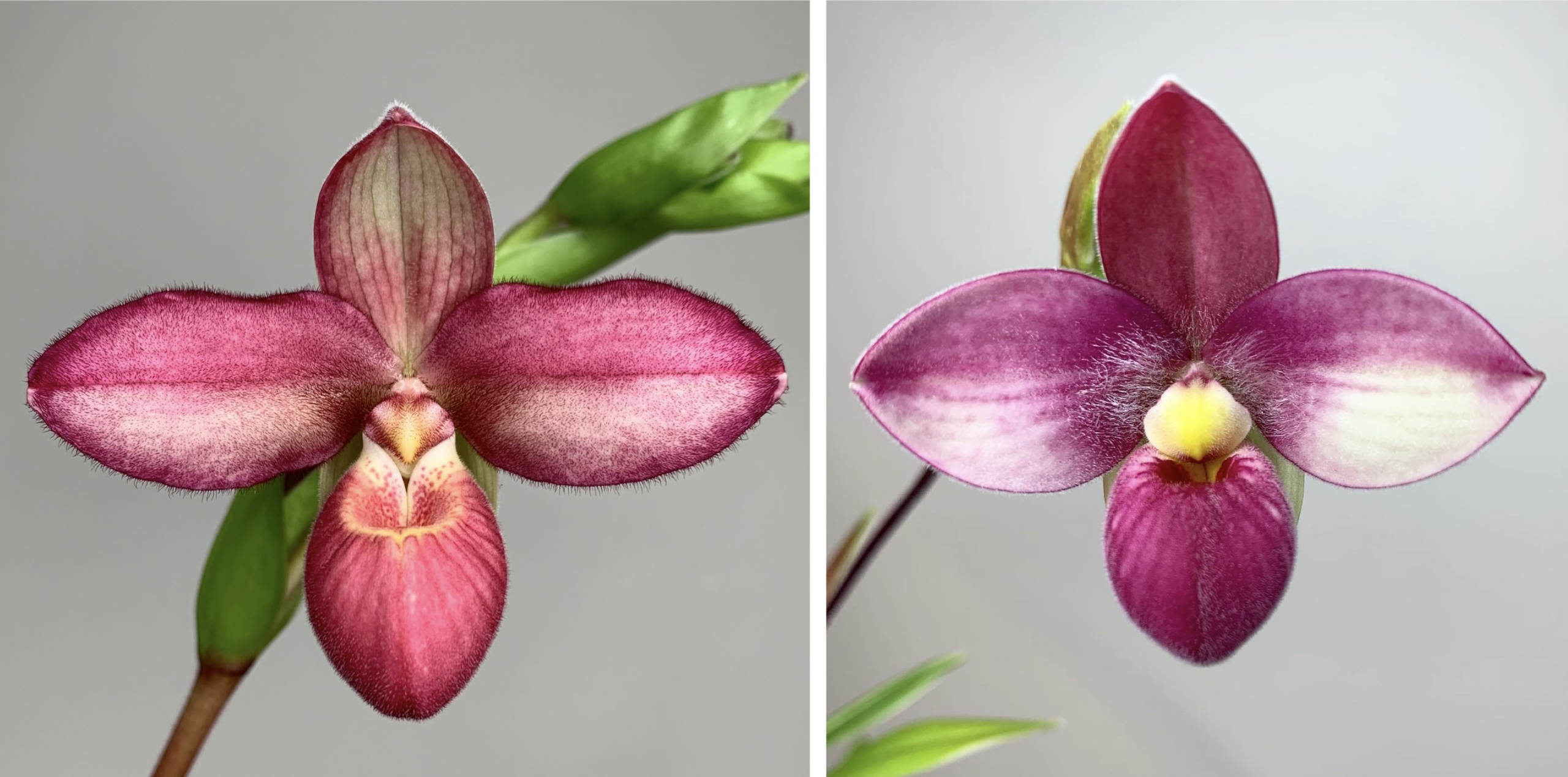 Phragmipedium Ketchup Chips x Mem. Frank Louwe