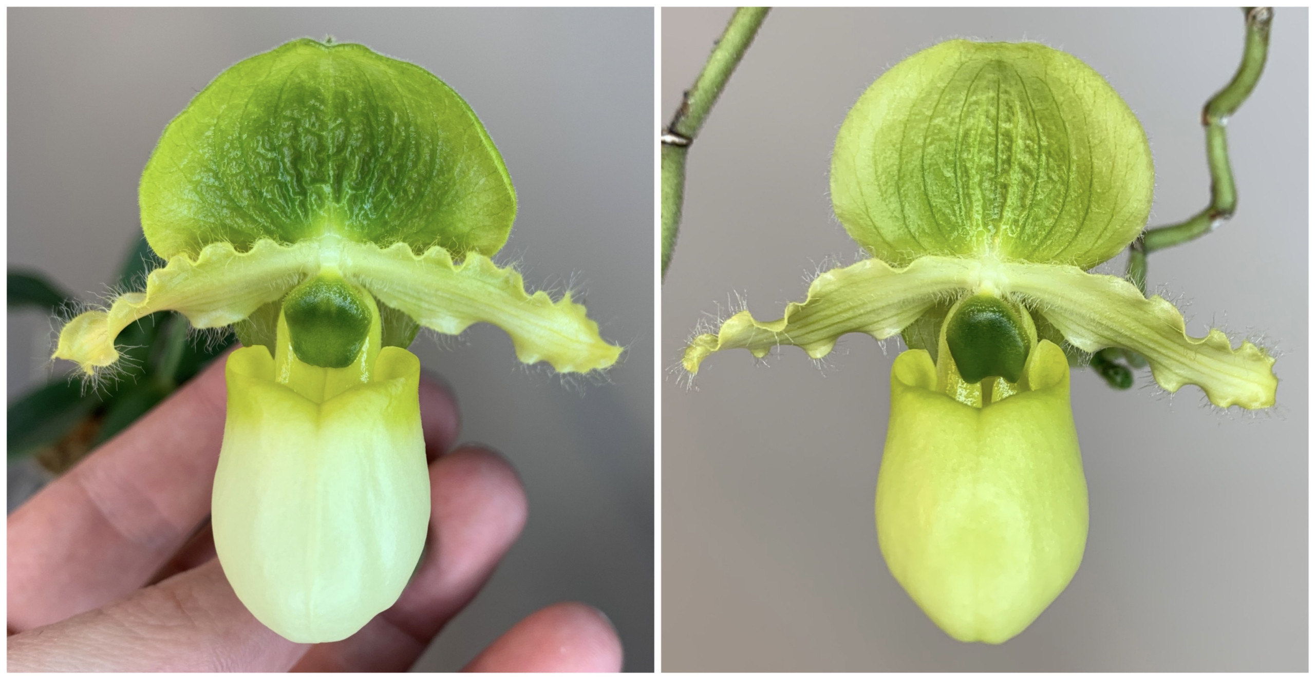 paphiopedilum primulinum