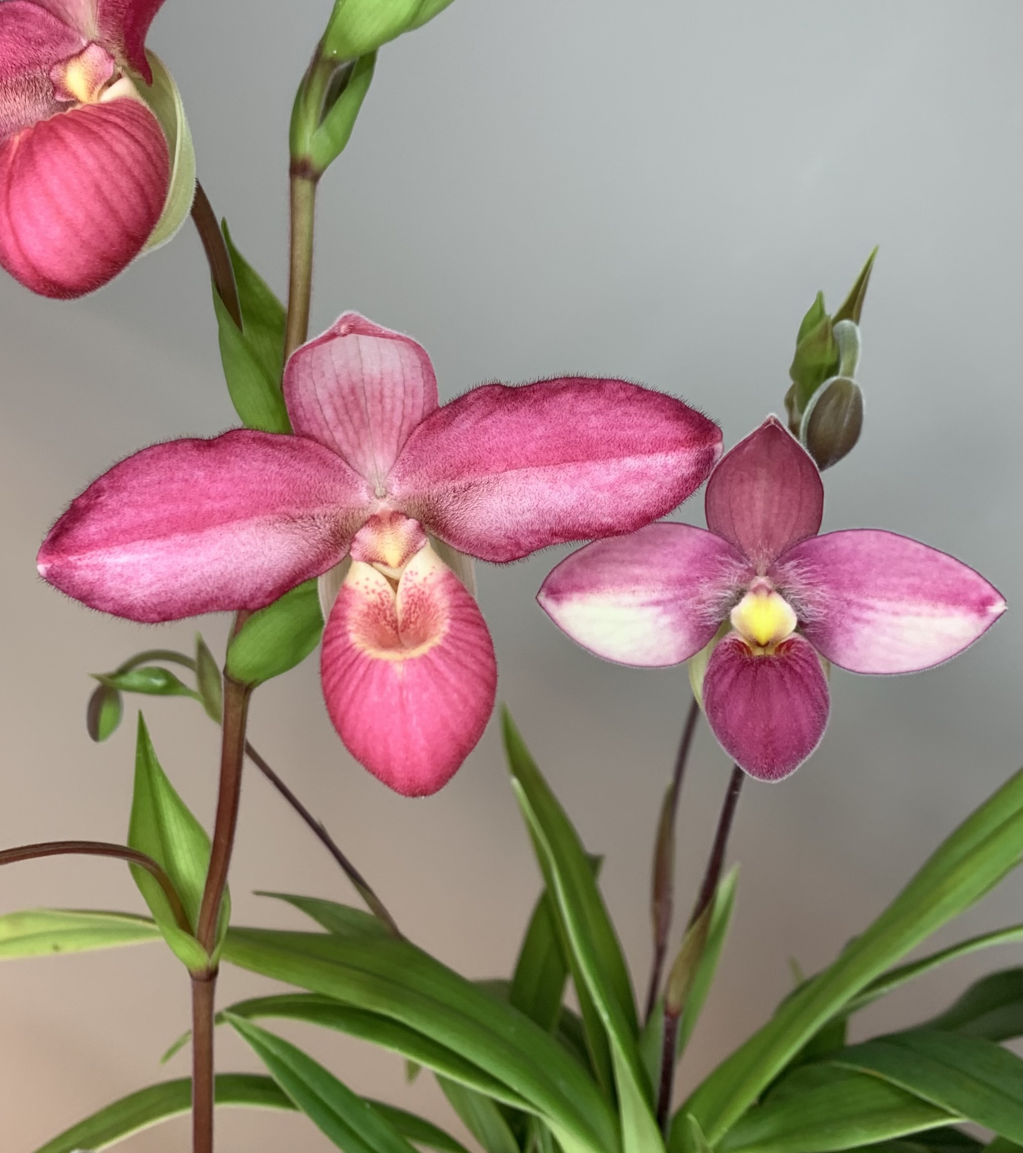 Phragmipedium Ketchup Chips x Mem. Frank Louwe