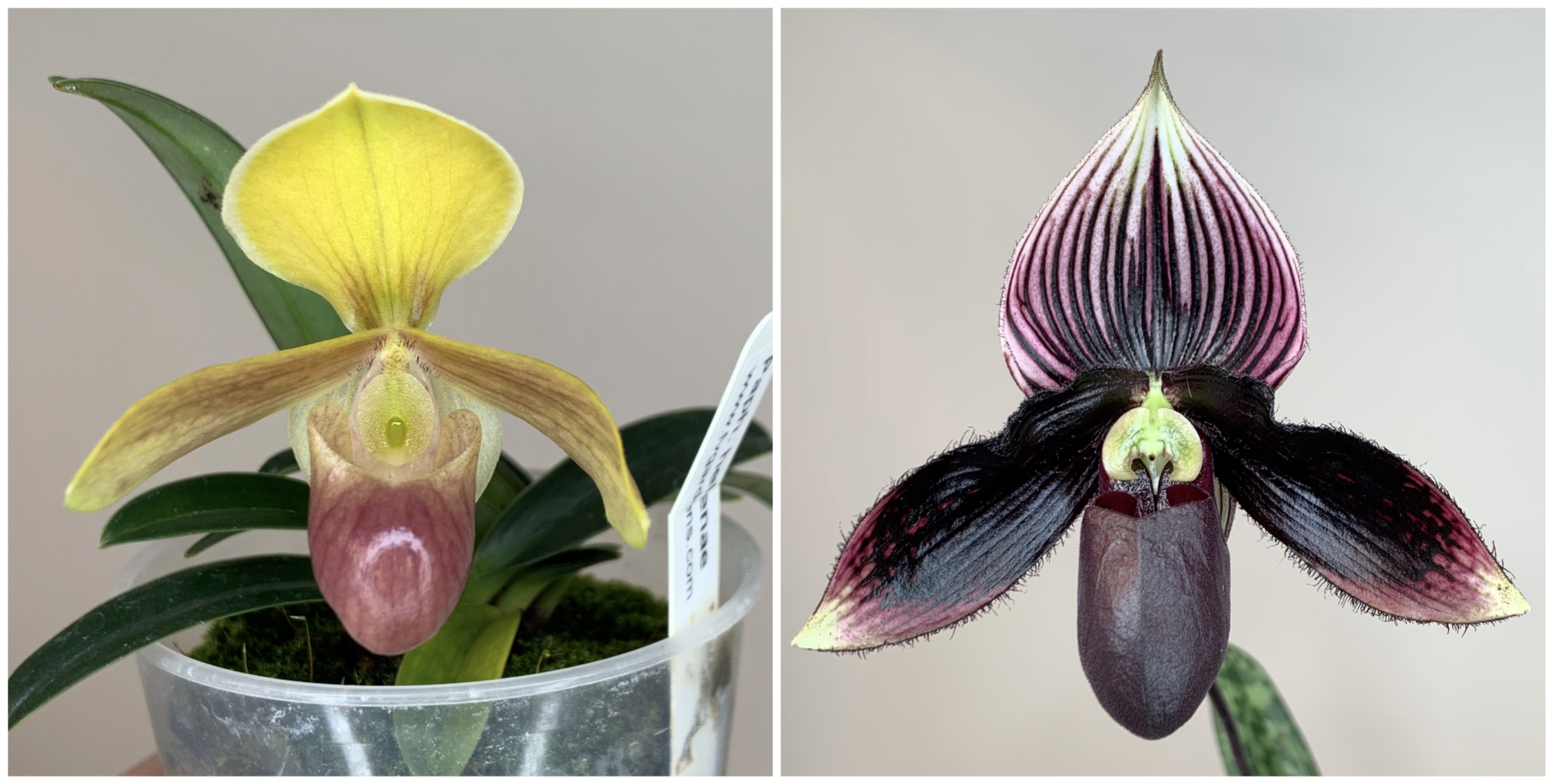 paphiopedilum helenae x Mystically Contrasting