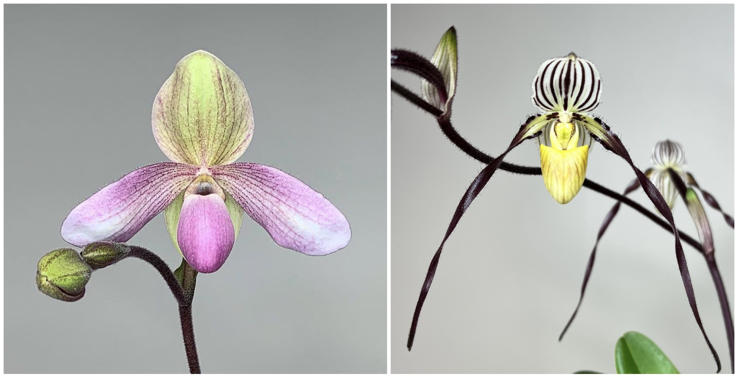 paphiopedilum Miva Adele Hugo
