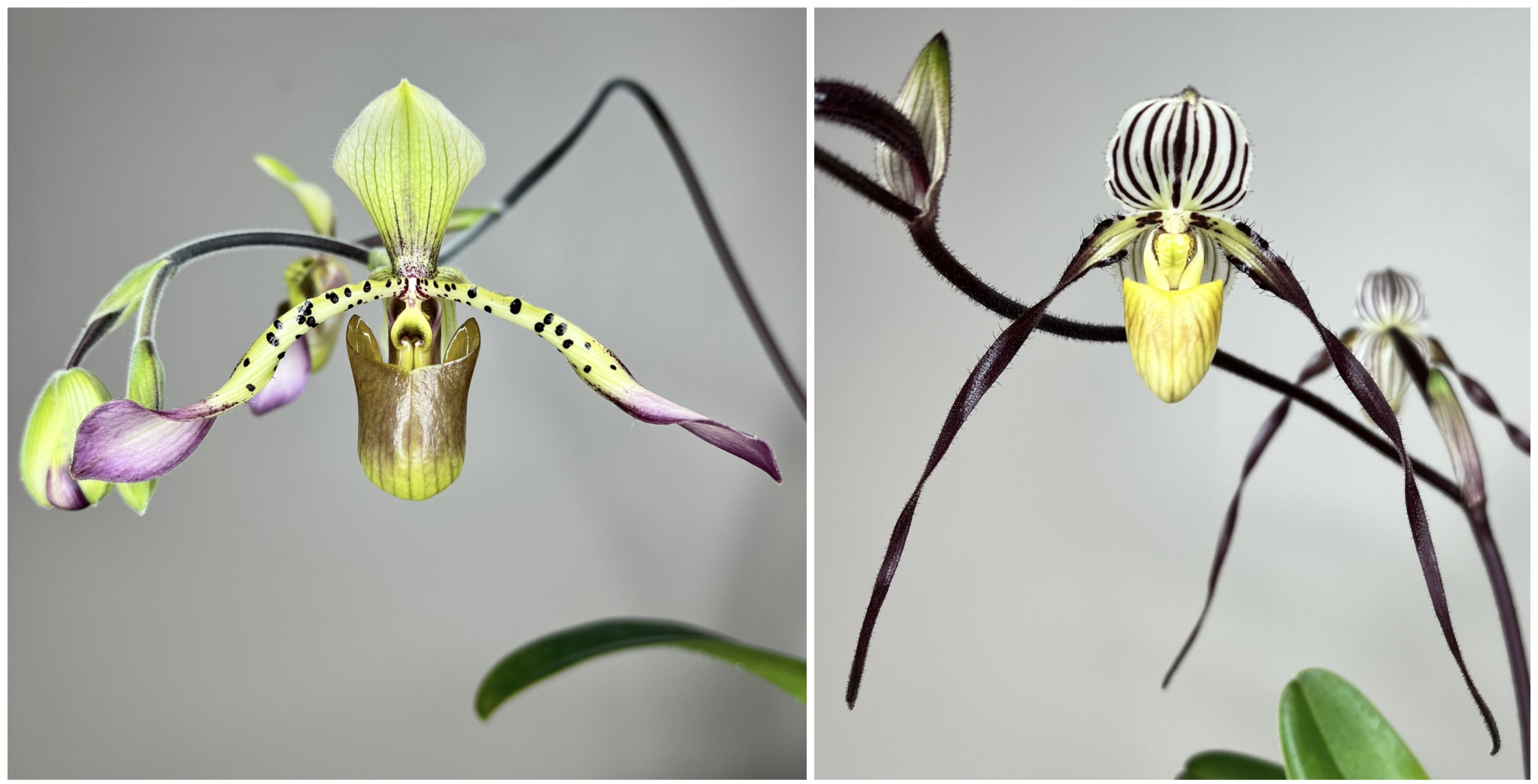 Paph Judy Adams x philippinense