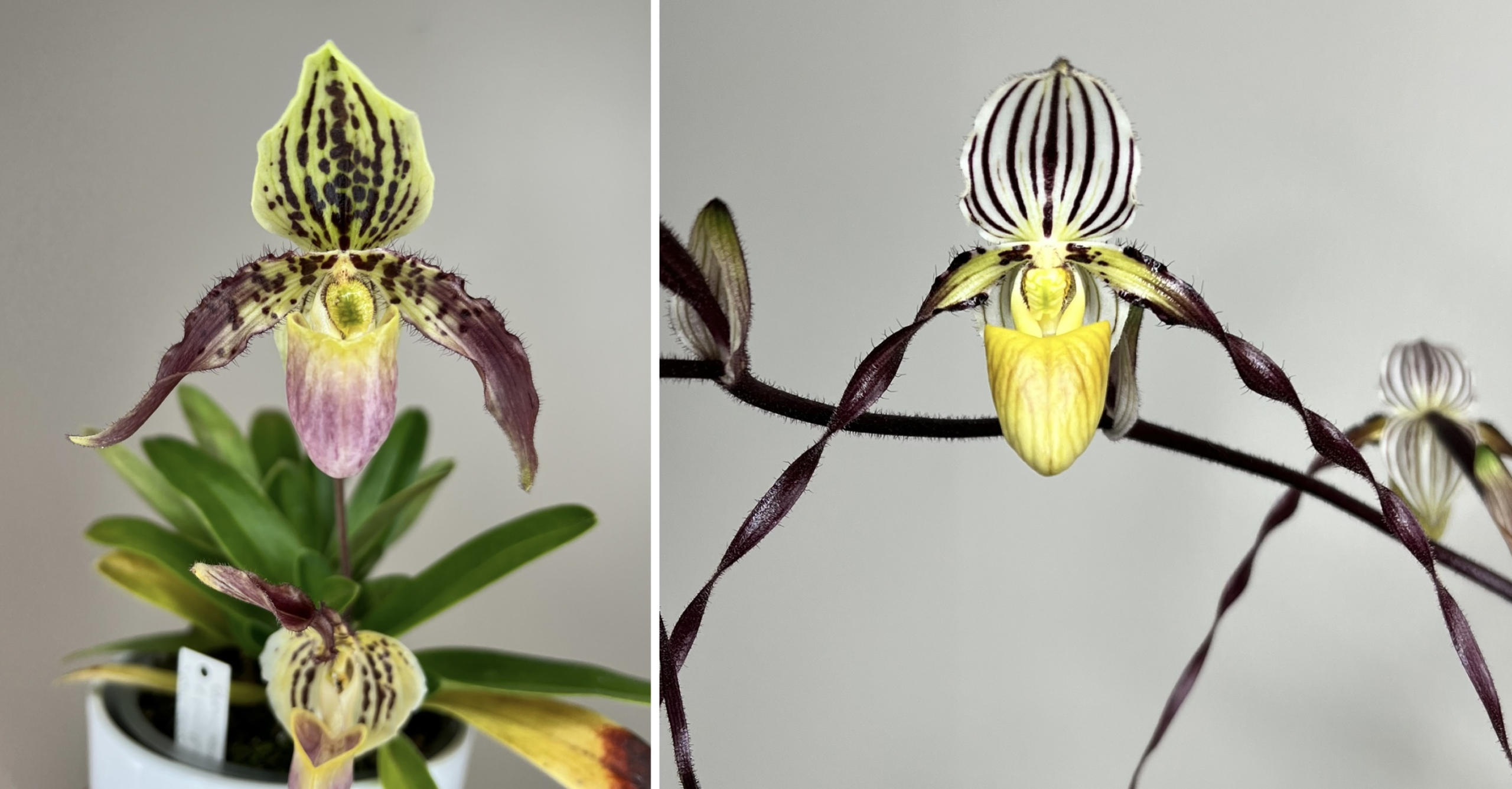 paphiopedilum (Tropical Magic x philippinense) x philippinense)