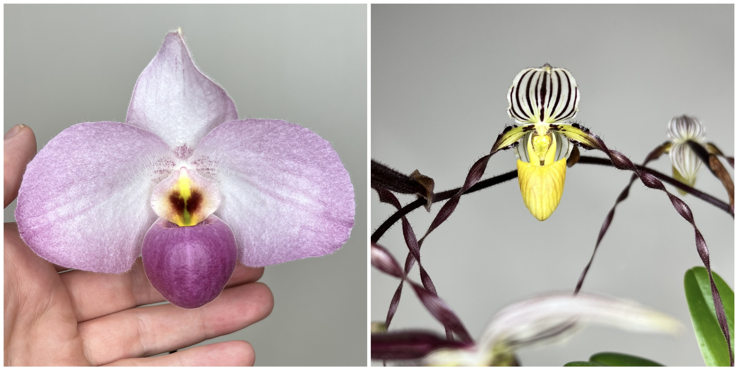 paphiopedilum Saigon Pink