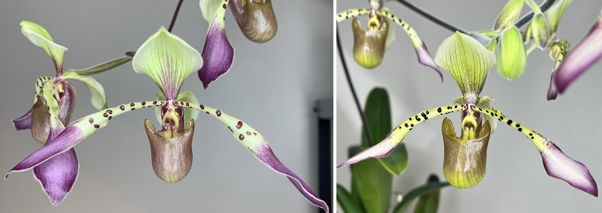 paphiopedilum lowii