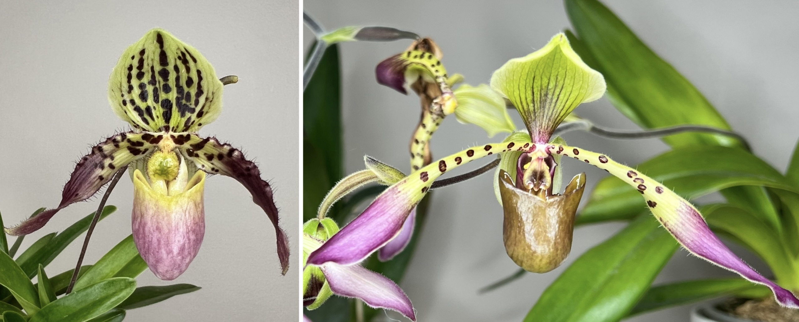 paphiopedilum (Tropical Magic x philippinense) x lowii)