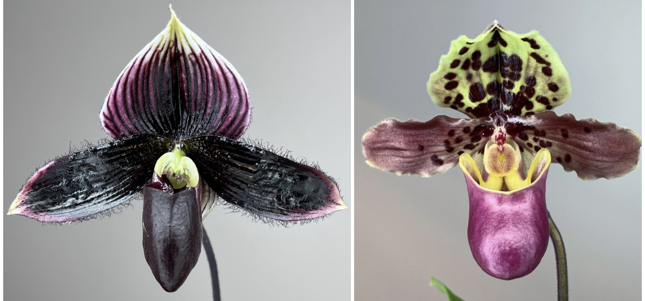 paphiopedilum Mystically Contrasting x henryanum
