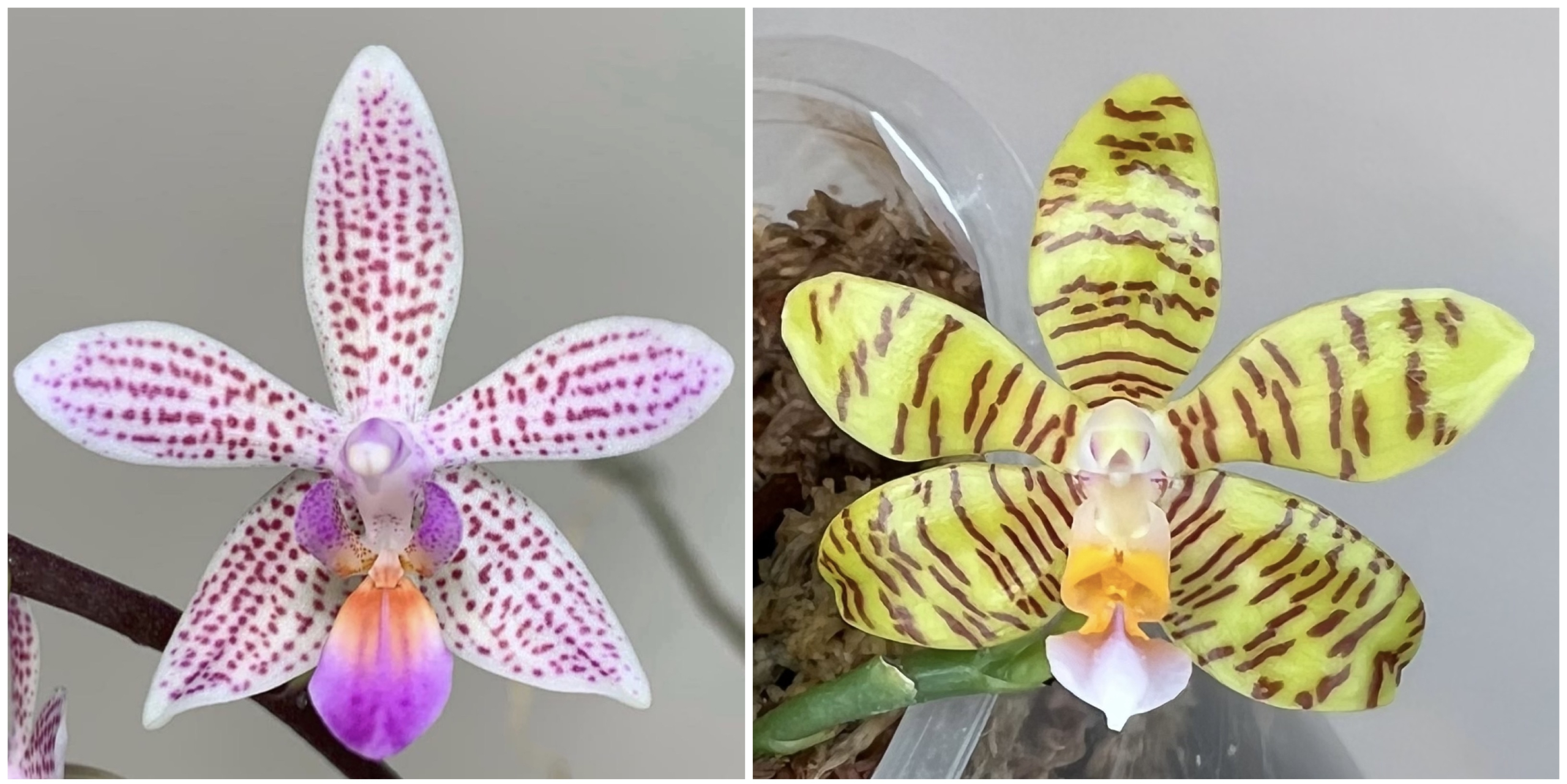 Phal Li'l Bit x reichenbachiana