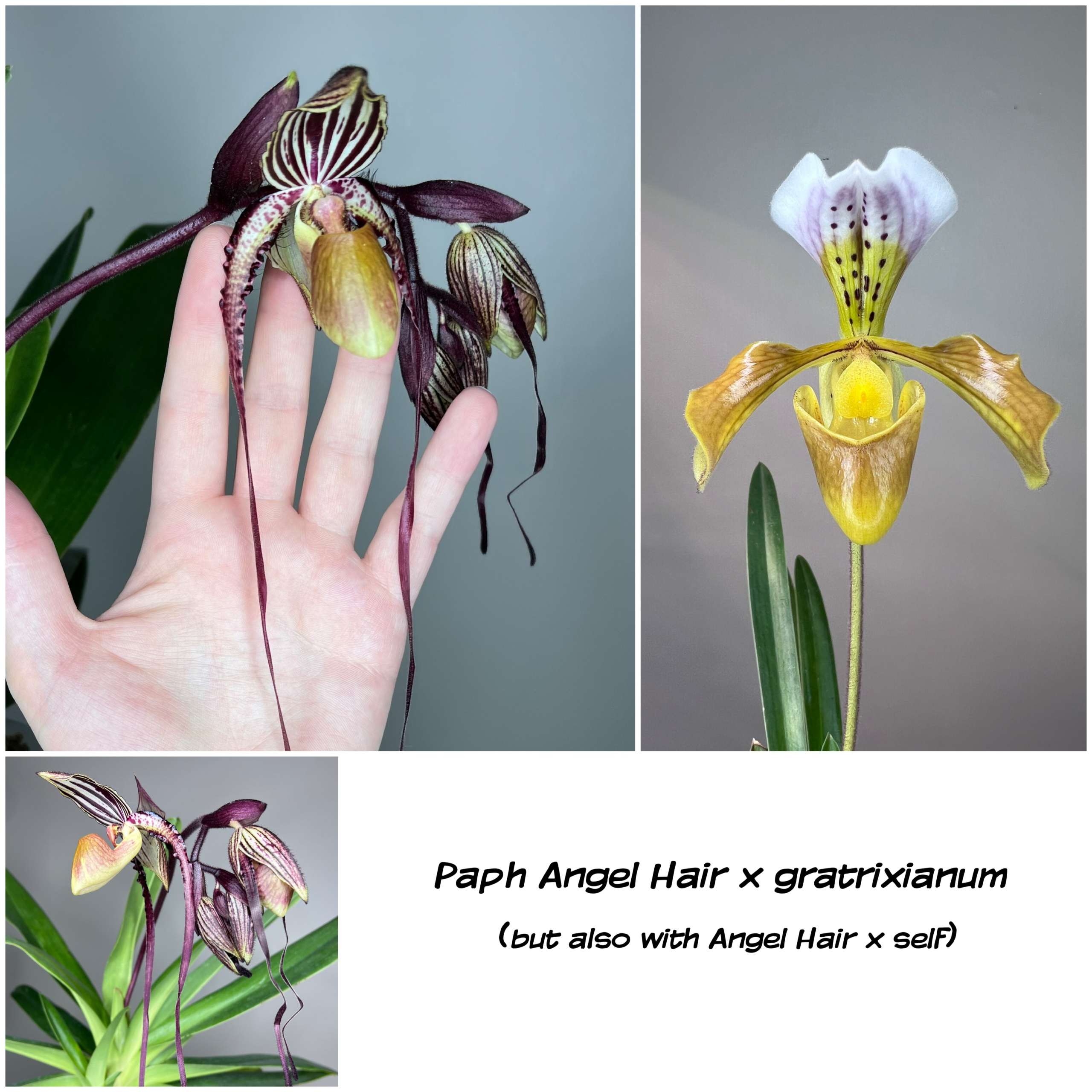 paphiopedilum Angel Hair x gratrixianum