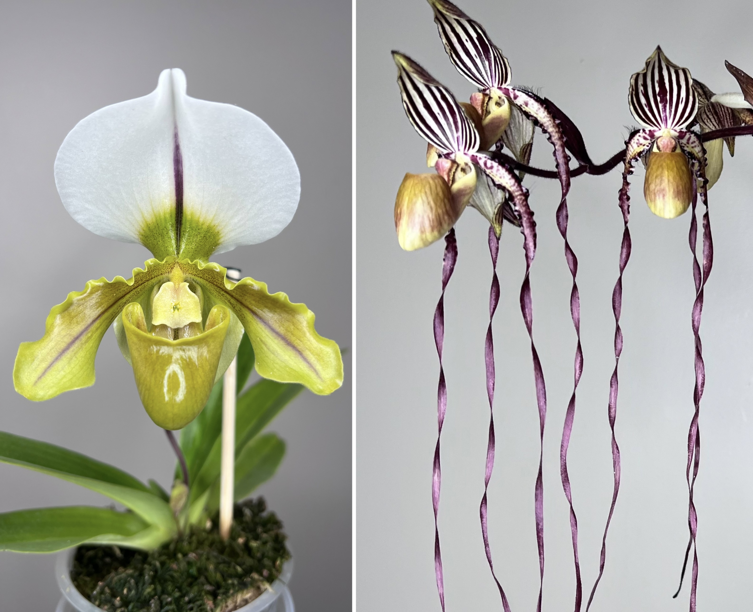 paphiopedilum Hamana Spice x Angel Hair