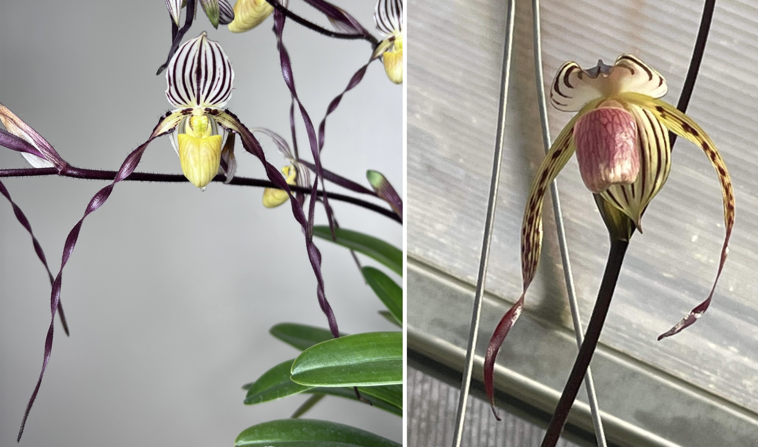 paphiopedilum Mount Toro