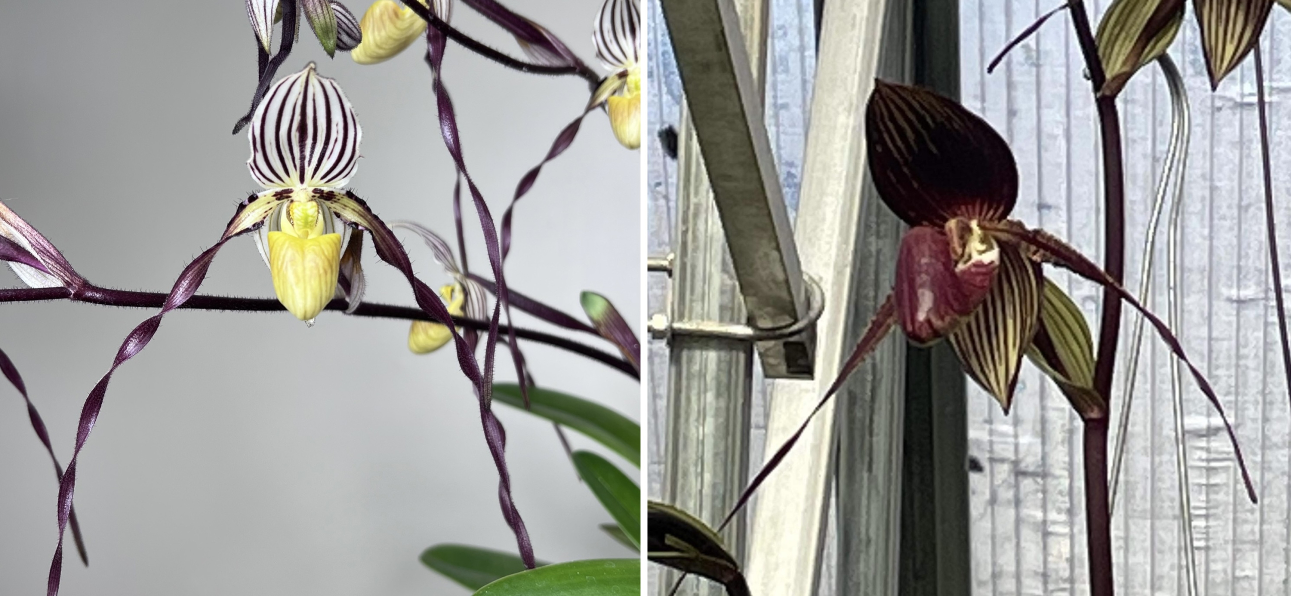 paphiopedilum philippinense x Anita Baby