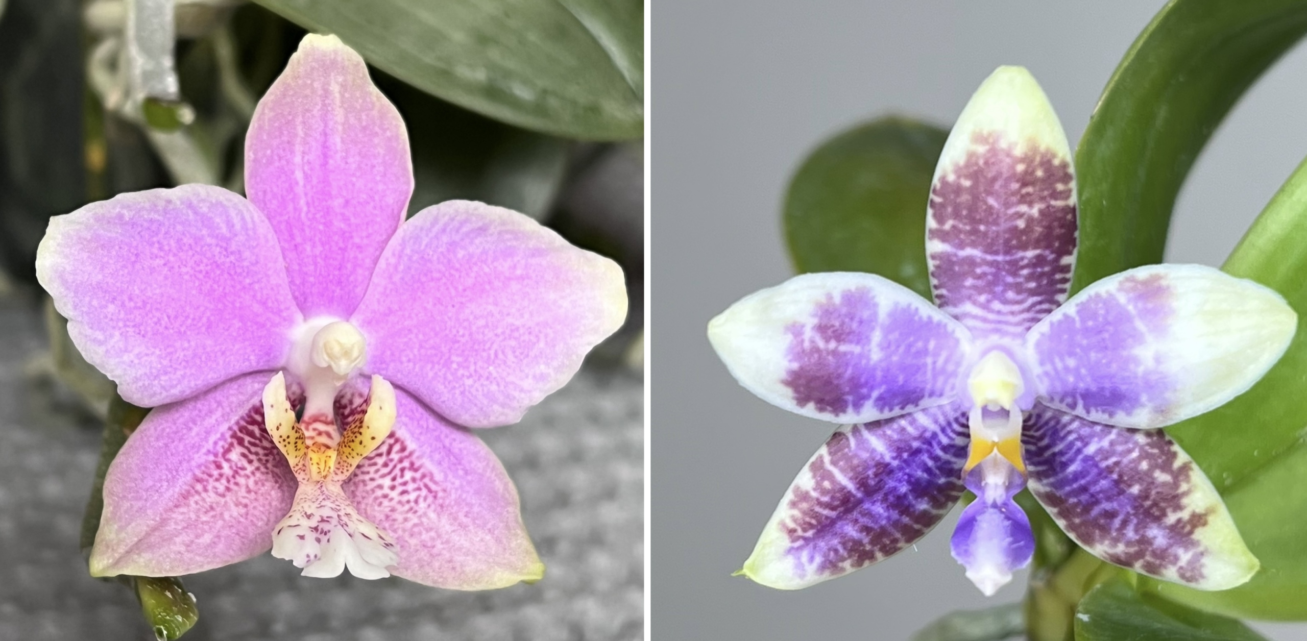 paphiopedilum August Occasion x Lioulin Blue Pheasant