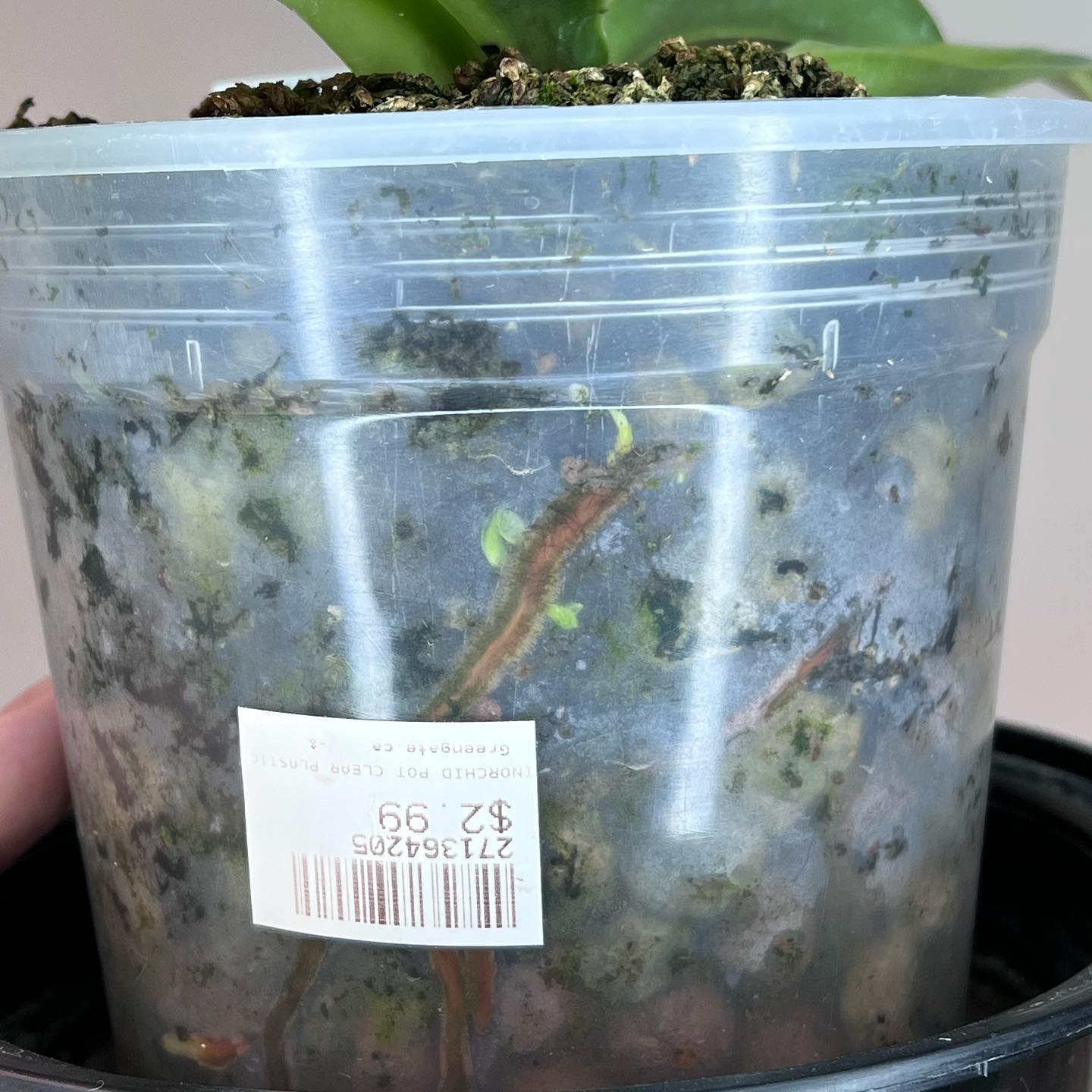 paphiopedilum orchid seedlings no flask in pot
