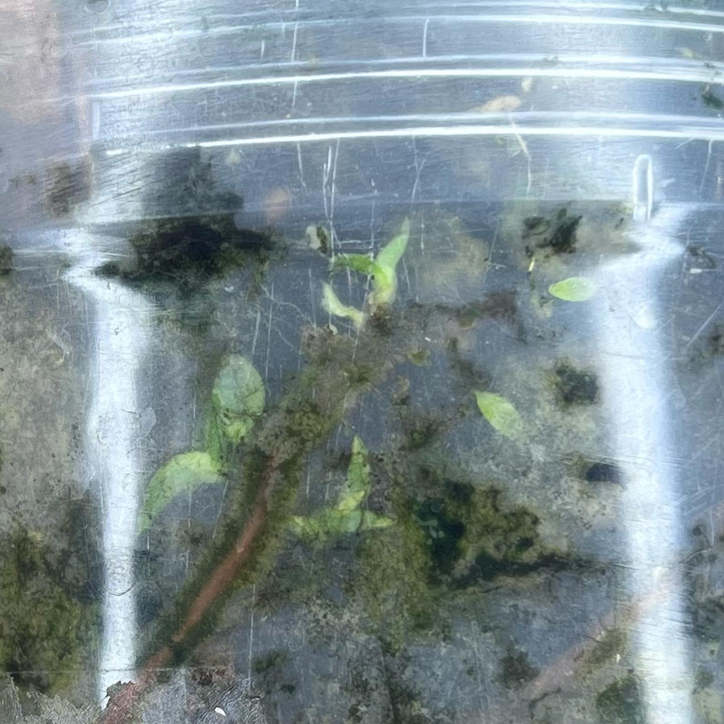 paphiopedilum seedlings no flask in pot