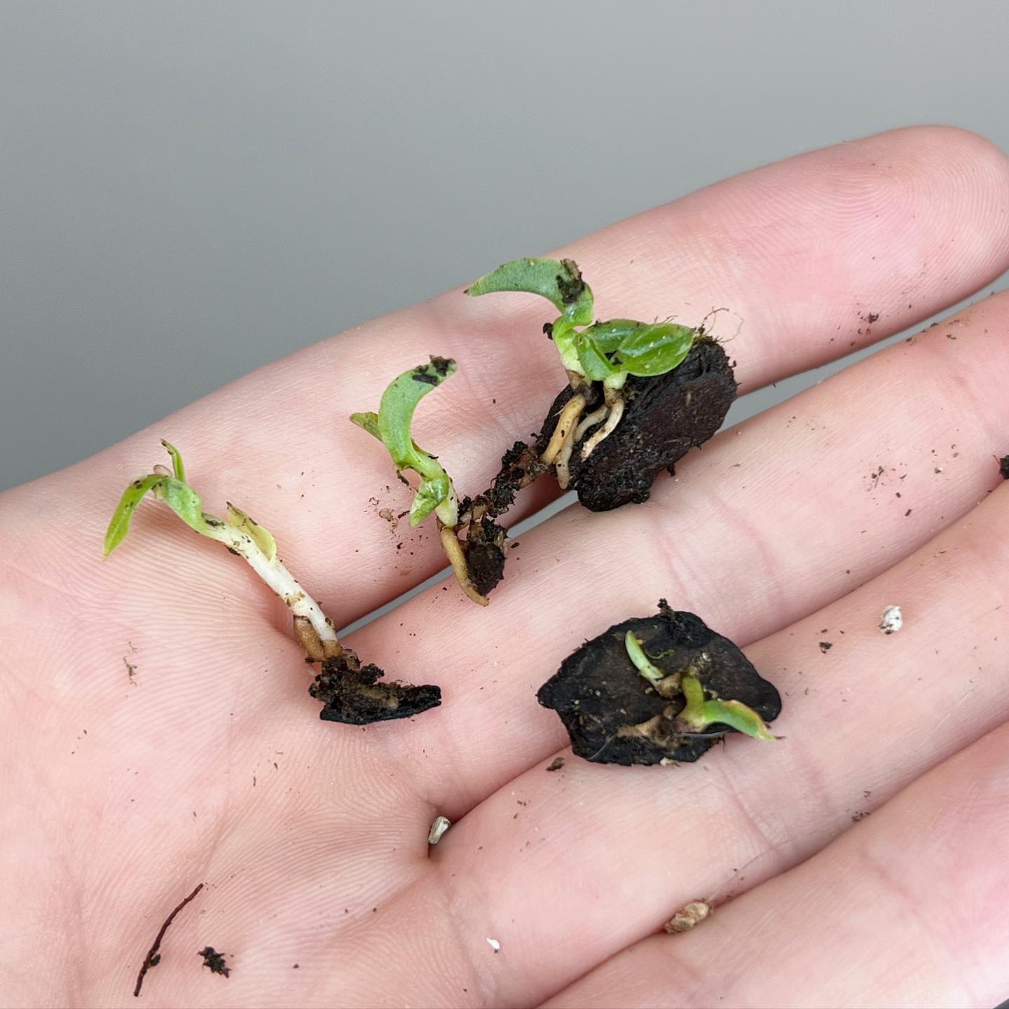 paphiopedilum seedlings no flask in pot