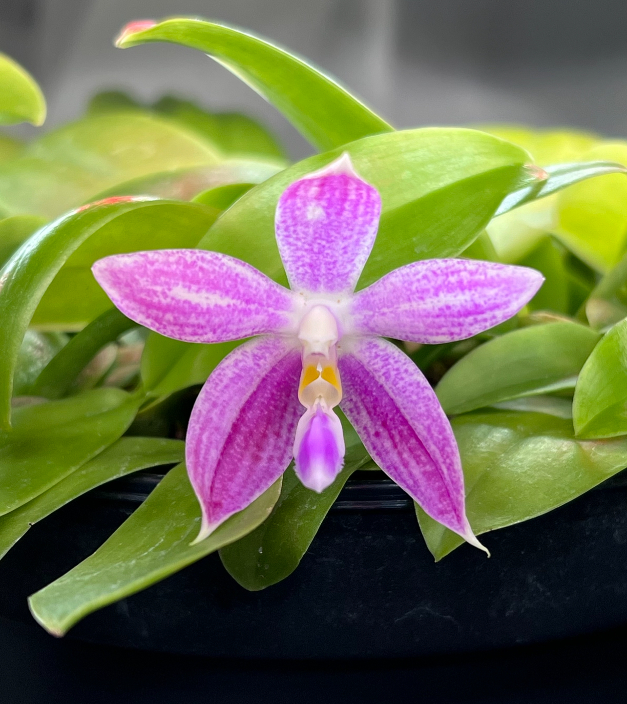 Phalaenopsis Bulous