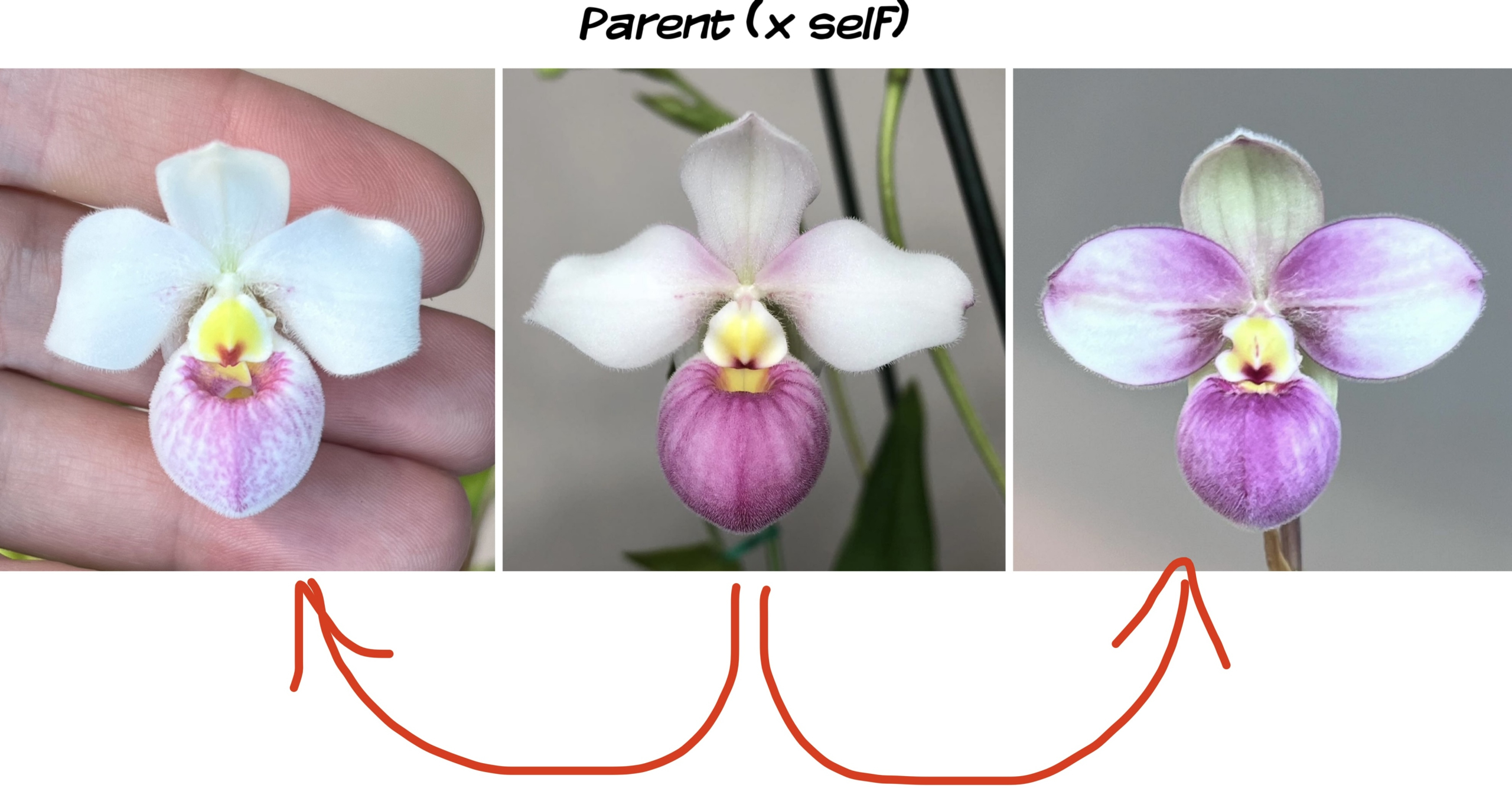 Phragmipedium Pink Panther x self