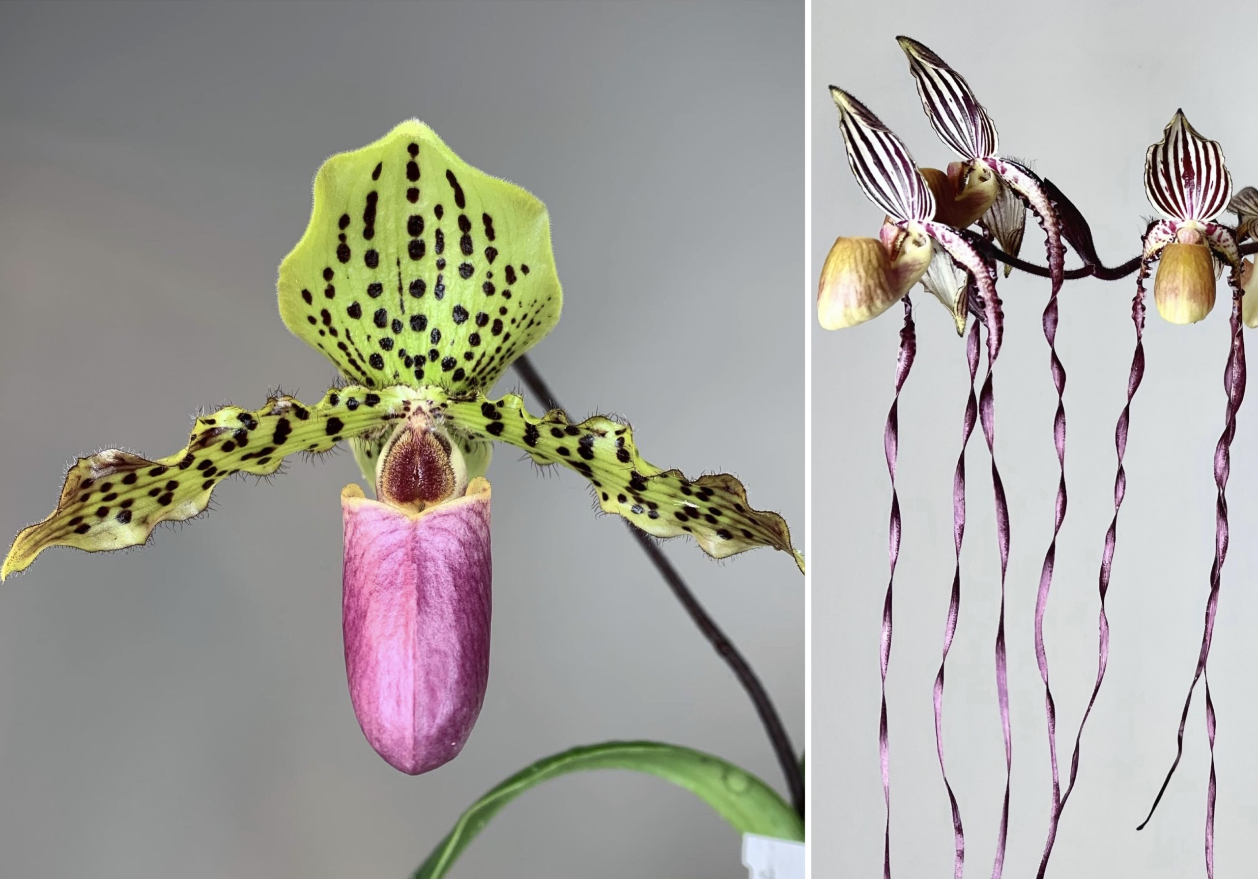 paphiopedilum Paph Henryvan x Angel Hair