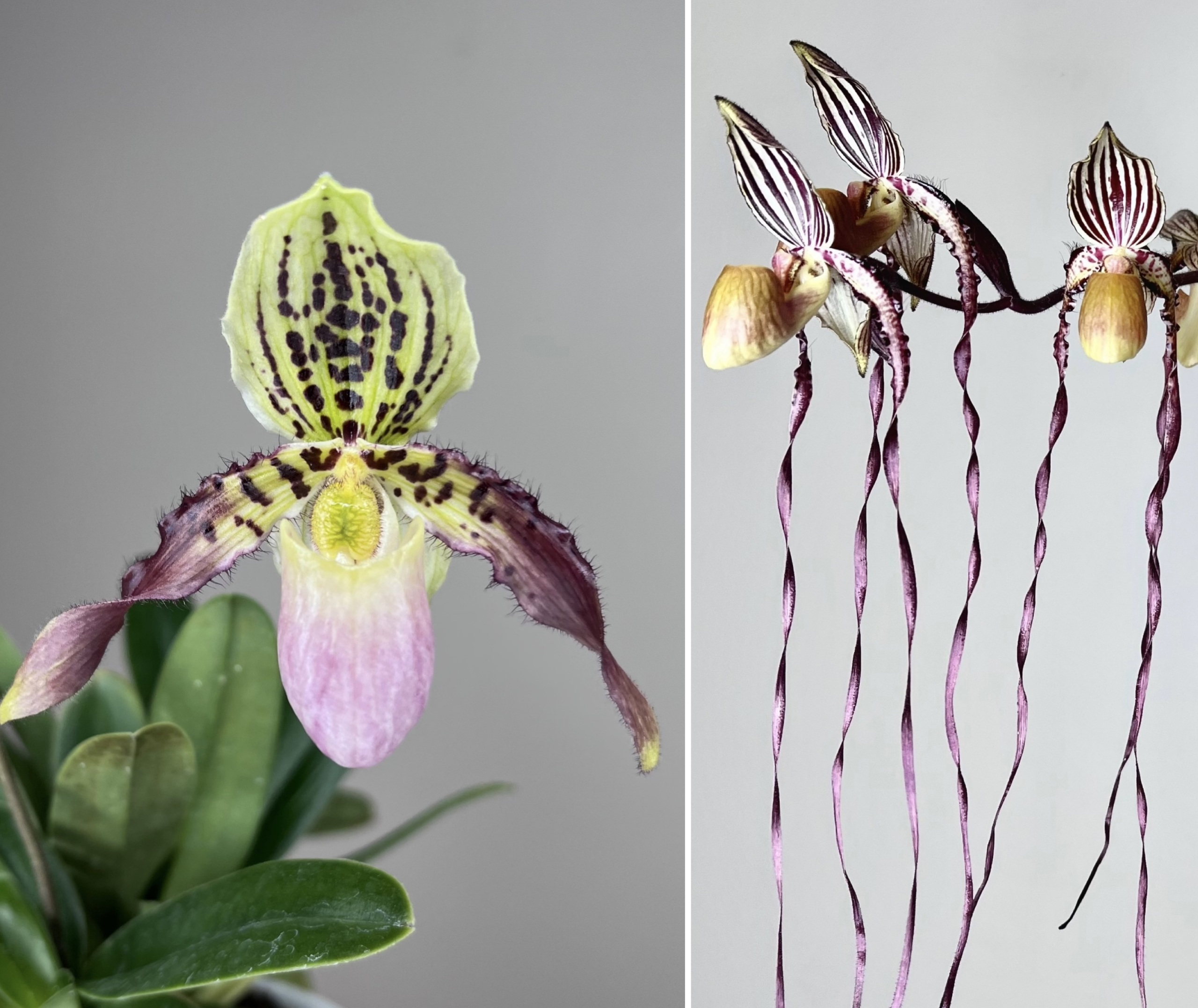 paphiopedilum (Tropical Magic x philippinense) x Angel Hair