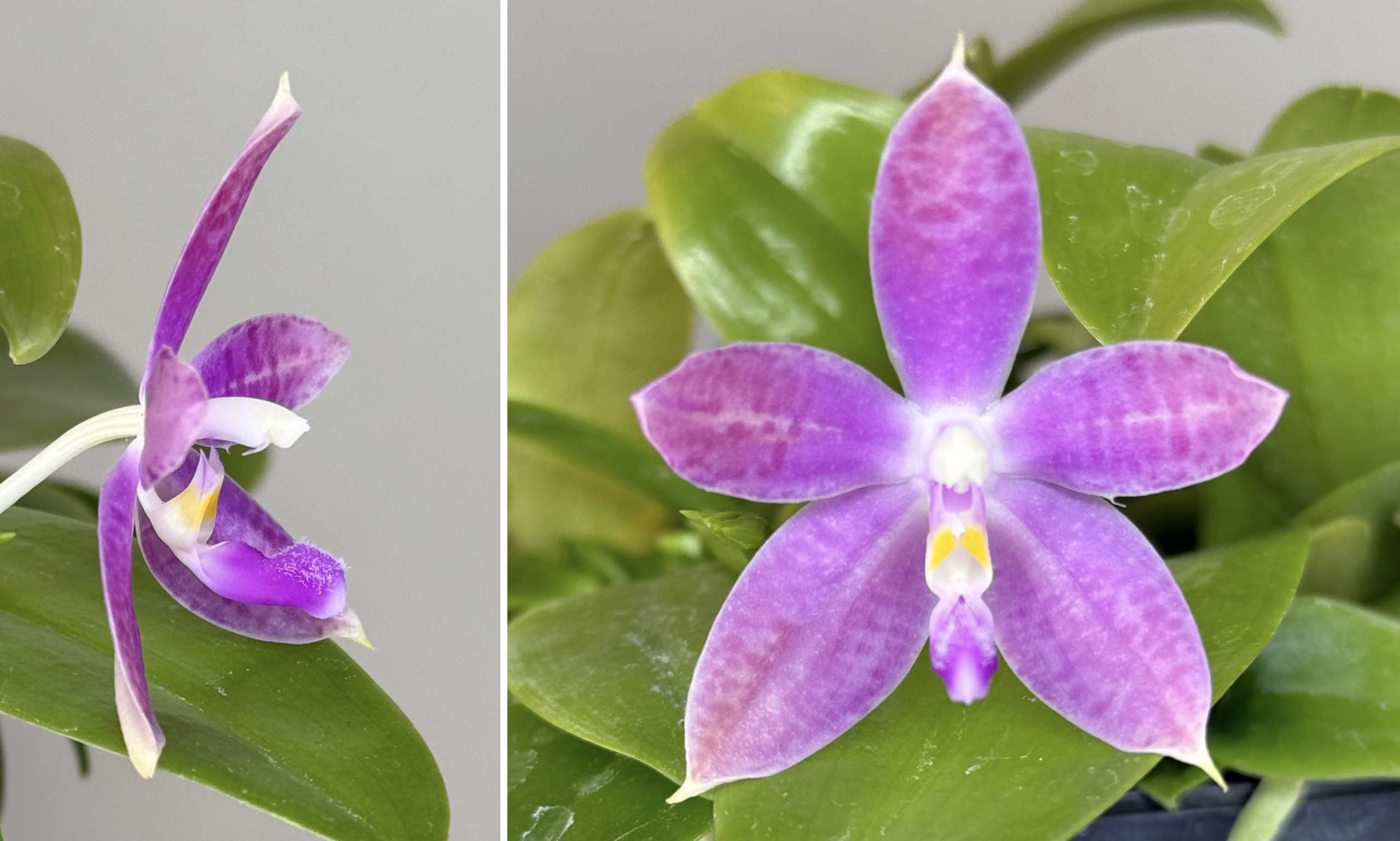 Phalaenopsis Bulous